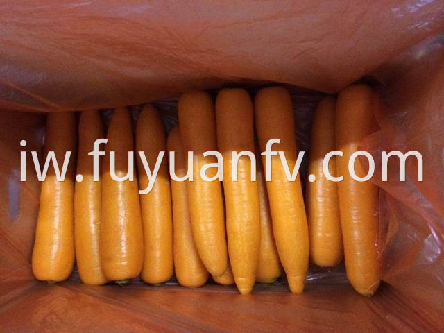 xiamen carrot 